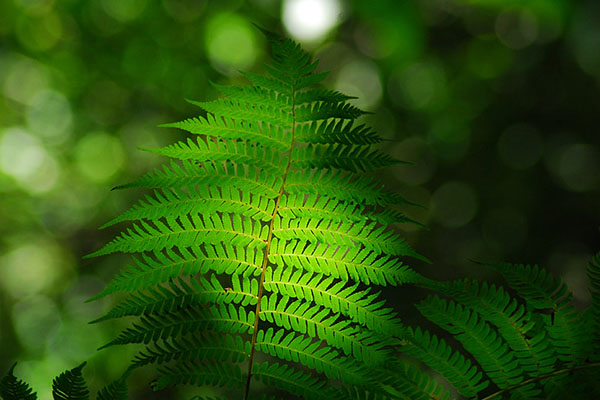 FRIENDLY TO ENVIRONMENT